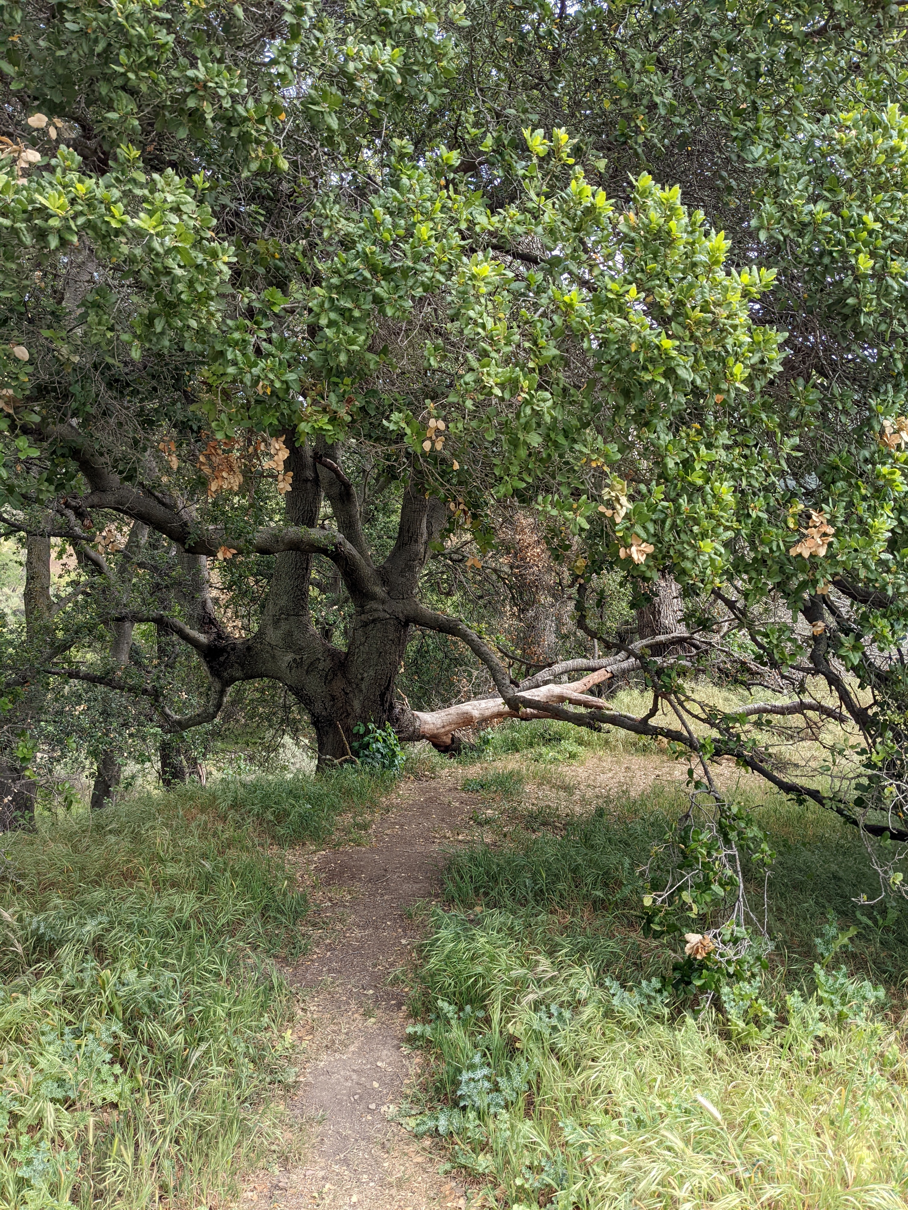 Old oak tree and trail on North Rim Trail